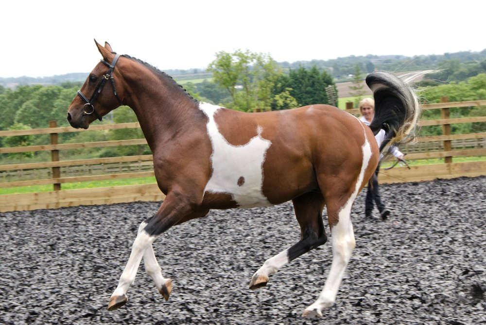Greenfields Stud Coloured Sport Horses & Ponies.
